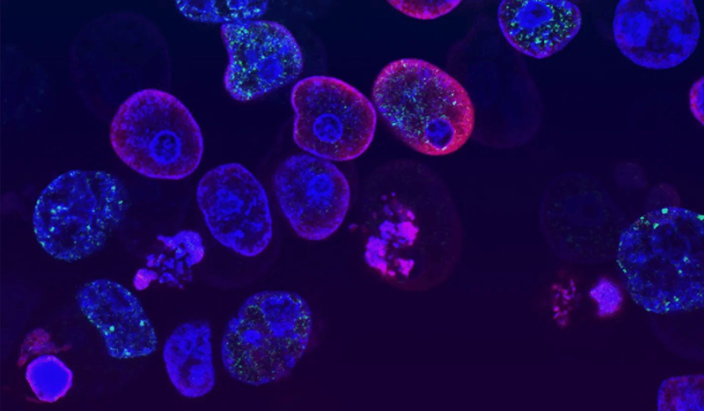 Calibrating Models of Cell Replication